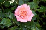 Pictures of Peach Climbing Rose