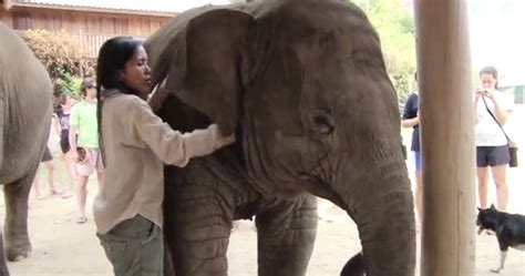 heart melting video of an elephant kissing his human friend small joys