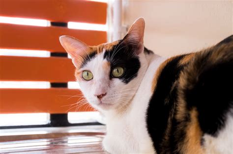 Calico Cats — Colors Lifespan Personality And Fun Facts The Fit Pets
