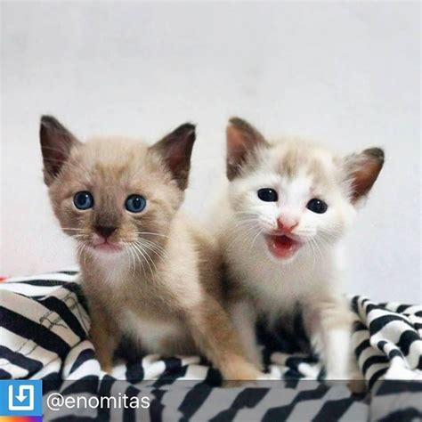 If you choose to feed your kitten dry food, it's especially important to provide lots of fresh, clean water. RepostBy @enomitas: "Mainan kecil #cats #twins #kittenplay ...