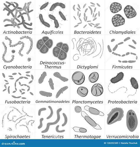 Tipos De Bacterias Morfologico Basico Ilustracion Del Vector Images