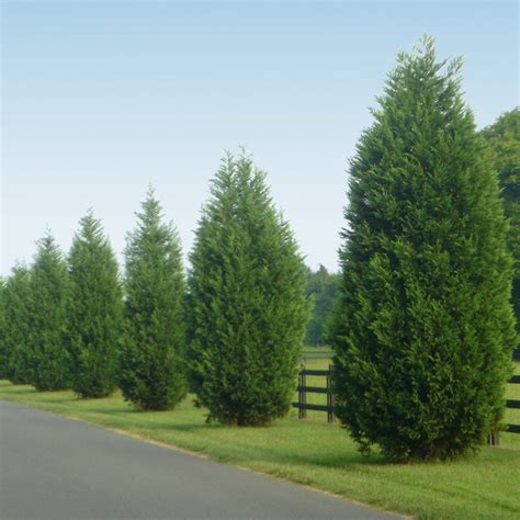 Leyland Cypress Evergreen Trees for Sale | BrighterBlooms.com