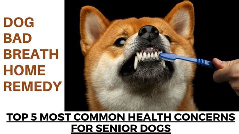 Dog Bad Breath Home Remedy Top 5 Most Common Health Concerns For