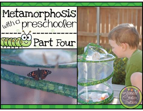 Metamorphosis With A Preschooler Part Four Preschool Metamorphosis