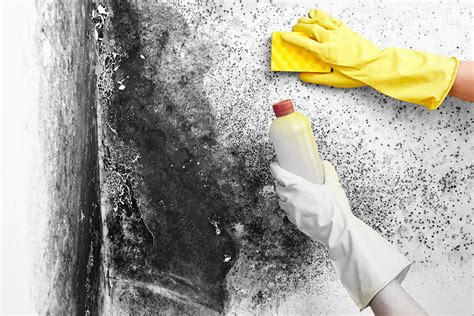 Mold Clean Up And Growth Remediation Excel Construction Group