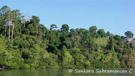 3 Rainforests In India For A Wild Nature Getaway 2024