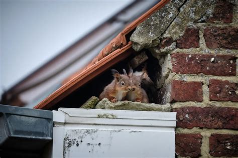 How To Keep Animals Out Of Your Roof Vents Agr