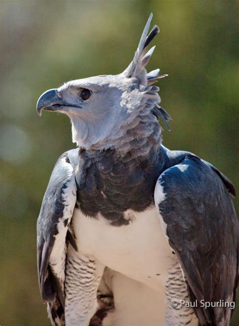 The Harpy Eagle Harpia Harpyja Is The Largest Most Powerful Raptor