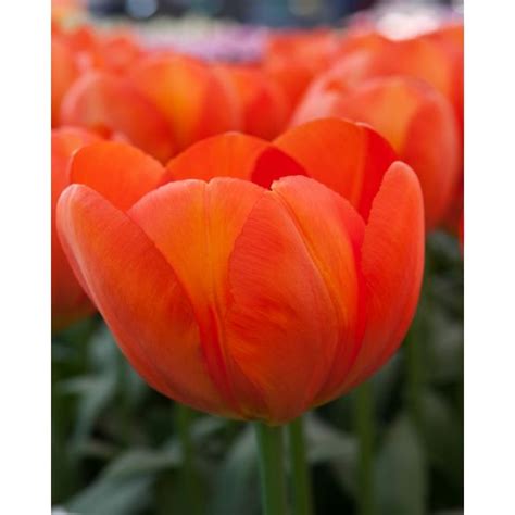 Bulbe De Tulipe Orange Balloon Peter Nyssen Bulbes à Fleurs Et
