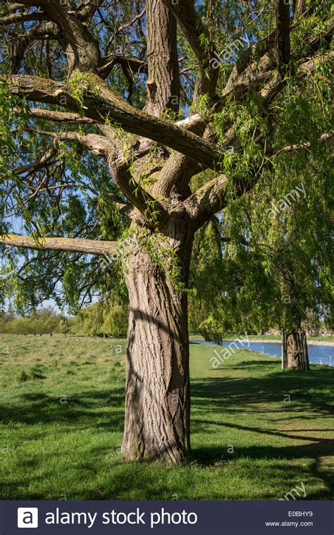 Weeping Willow Bark Stock Photos And Weeping Willow Bark