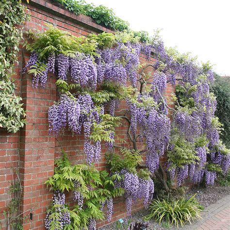 Looking for a good deal on flower wisteria? Buy wisteria ( syn.Wisteria Black Dragon ) Wisteria floribunda 'Yae-Kokuryu': Delivery by Crocus