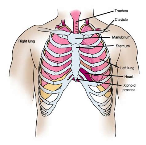 The four anatomical regions of the abdomen are known as quadrants. Chest Anatomy - Cheat Dumper
