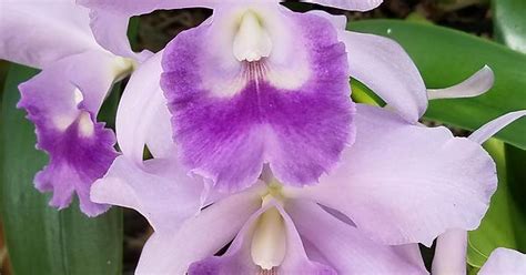 A Cattleya Orchid I Think [oc] Imgur