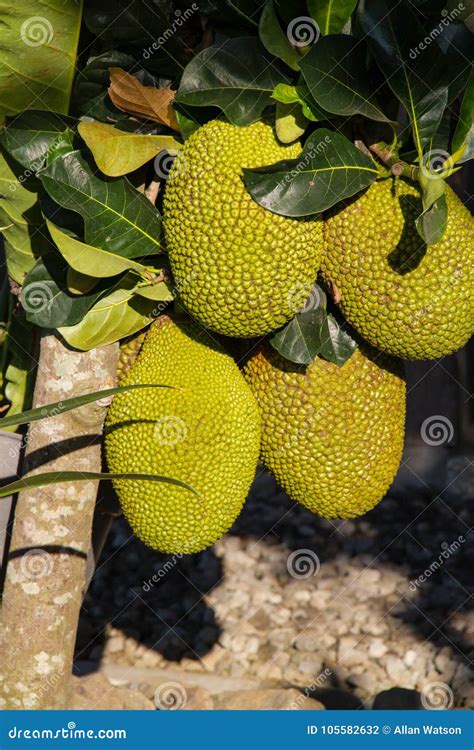 Jackfruit Growing On Tree Stock Photo Image Of Jackfruit 105582632