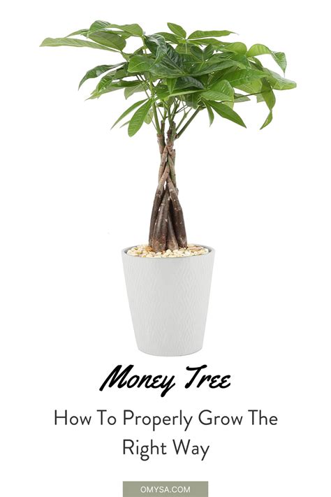 How To Care For Your Money Tree Money Trees Money Tree Plant Care