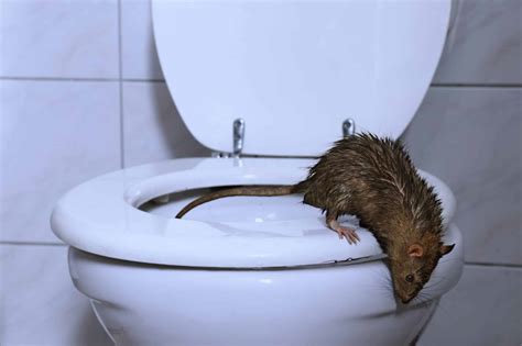 Can Rats Come Out Of Your Toilet at Tyler Thomas blog