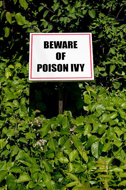 Poison Ivy Hiking Stock Photos Pictures And Royalty Free Images Istock