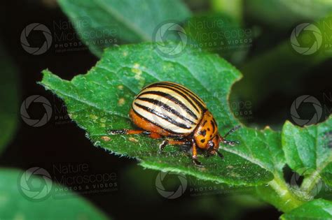 Leptinotarsa Decemlineata Colorado Potato Beetle Adult Insect