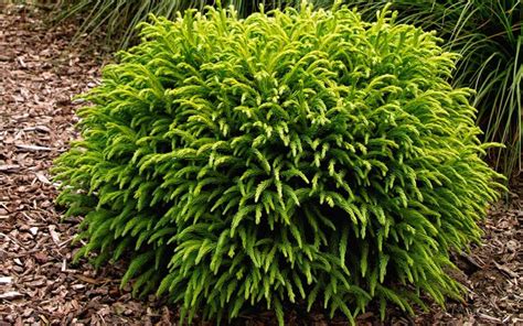 Globosa Nana Is A Dwarf Form Of Cryptomeria Japonica With A Rounded