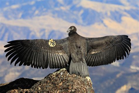 Pinnacles Condor Chick Explores Two More Young Condors Released Us