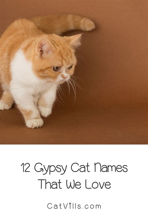 12 Gypsy Cat Names That We Love And Recommend Artofit