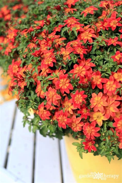 Add some of these container. Heat-Tolerant Plants that Love the Sun - Garden Therapy