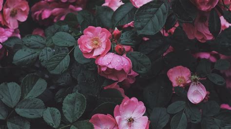 26 Aesthetic Flower Wallpapers Wallpaperboat