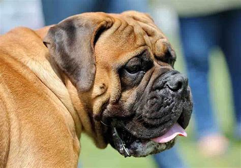 16 Interesting Facts And Information About English Mastiffs