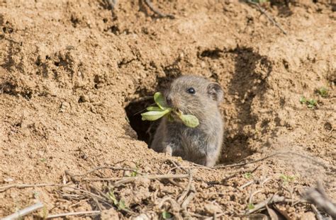 How To Get Rid Of Voles Bb Barns Garden Center Landscaping