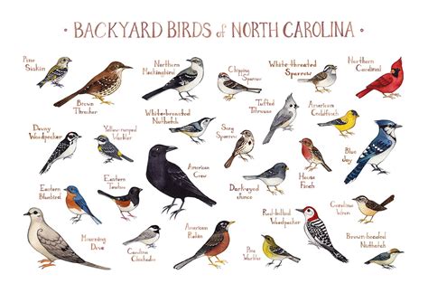 North Carolina Backyard Birds Field Guide Art Print Etsy