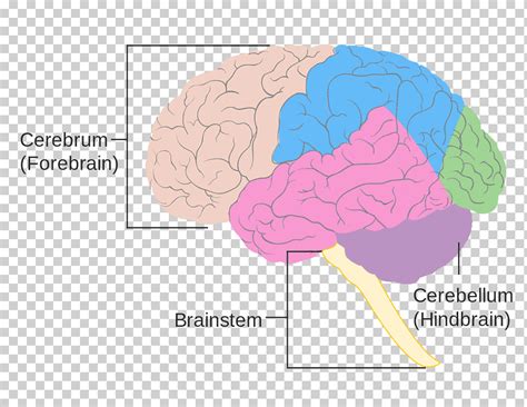 Scopri ricette, idee per la casa, consigli di stile e altre idee da provare. Bookbrain Stem Nuclei : The Brain Psyc 100 Principles Of Psychology F20 / Yet, human brainstem ...