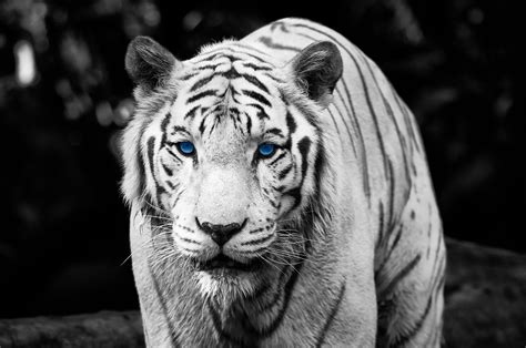 Tiger With Blue Eyes In Grayscale Photography Hd Wallpaper Wallpaper