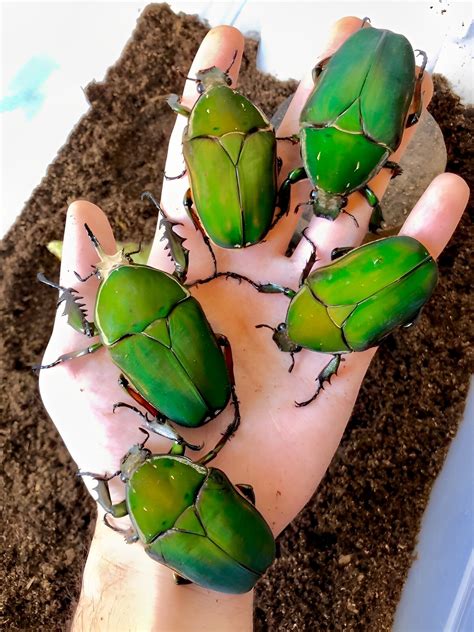 🔥 Pure Green African Flower Beetles Rnatureisfuckinglit