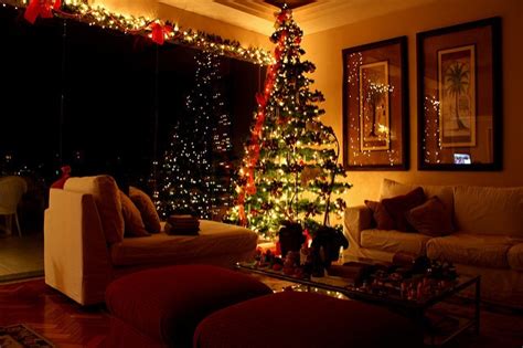 How To Select And Take Care Of Living Christmas Tree