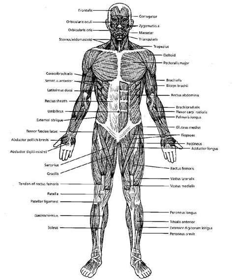 Black And White Muscular System Diagram Label Muscles Muscular