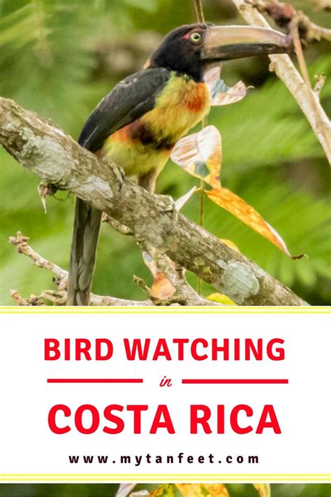 Costa Rica Birds Best Places And Tips For Bird Watching Costa Rica