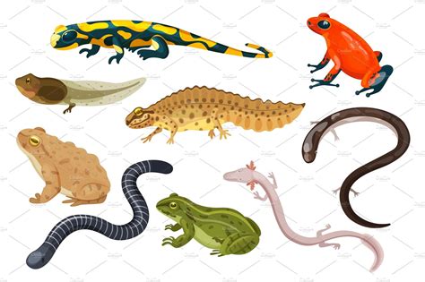 Amphibian Vector Illustration Set Animal Illustrations ~ Creative Market