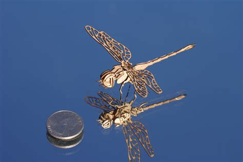 Dragonfly A Size Comparison With A Quarter Laser Cutting Flickr