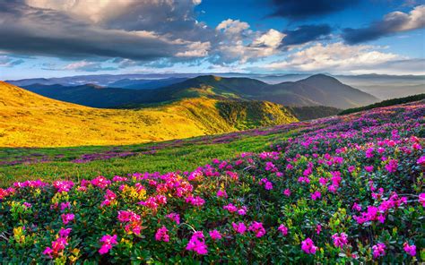 Spring Mountain Landscape Flowers Purple Colored Hills With Green Grass