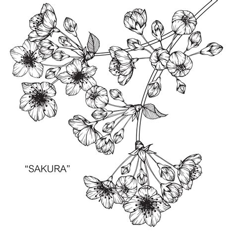 Premium Vector Cherry Blossom Flower Drawing Illustration