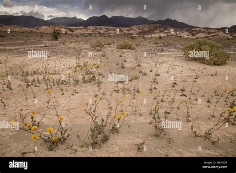 Desert Sunflower Or Desert Gold Geraea Canescens In Flower En Masse