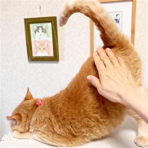 猫が『お尻を高く上げている時』の心理3選 喜んでもらえる応え方も解説！ ねこちゃんホンポ