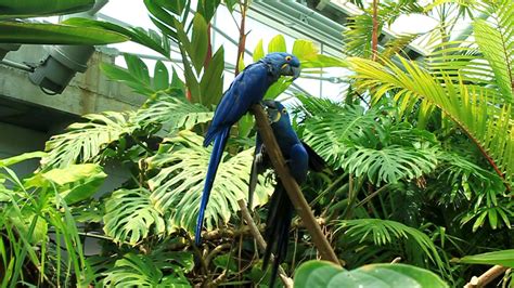 Hyacinth Macaw At The Tennessee Aquarium In Chattanooga Macaw Island In