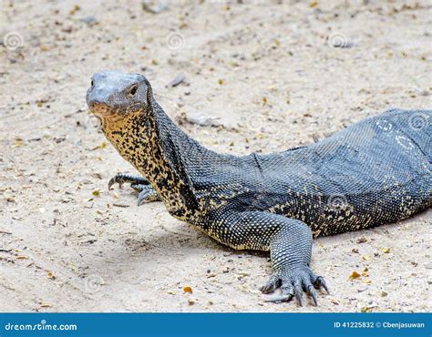 Varanus Salvator Lizard Stock Photo Image Of Alert Abstract 41225832
