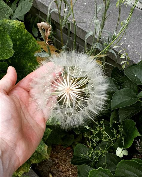 This Flower That Looks Like A Giant Dandelion Mildlyinteresting