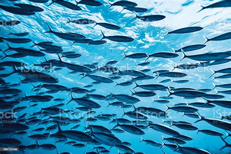 Tropical Fishes Underwater Stock Photo Download Image Now Fish Sea