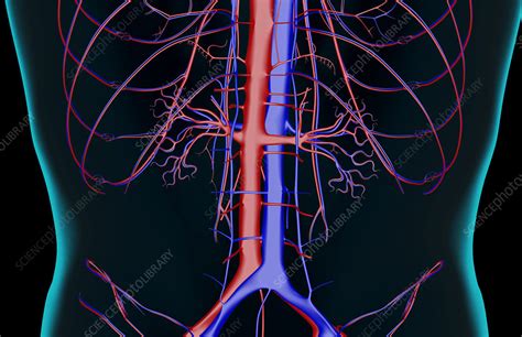 The Blood Supply Of The Lower Back Stock Image F0014722 Science