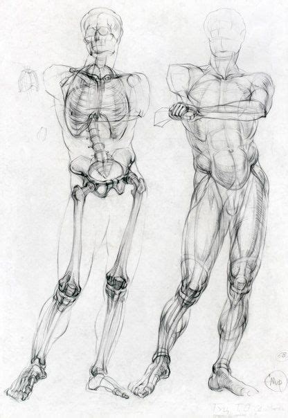Drawing Human Anatomy Anatomie Zeichnung Anatomie Anatomie Kunst