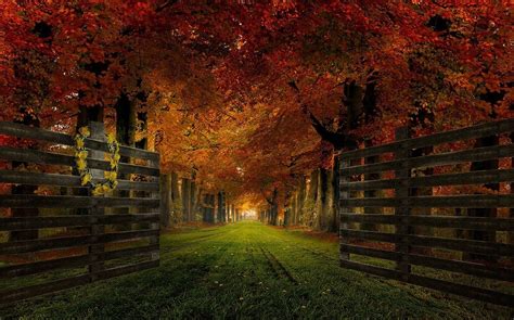 Nature Landscape Gates Path Grass Trees Fall Leaves Wallpaper
