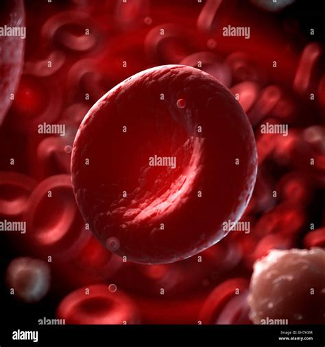 Human Red Blood Cell Illustration Stock Photo Alamy